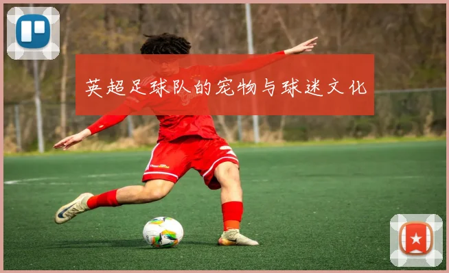 英超足球队的宠物与球迷文化